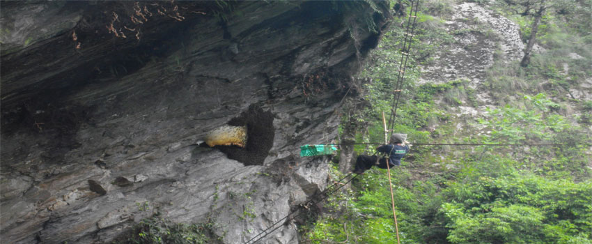 Nature & Honey Hunting Trek  Nepal Tour.